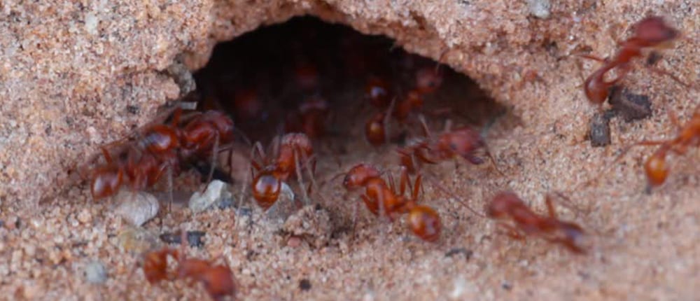 Red-Centre-Pest-Control-Services-Ants