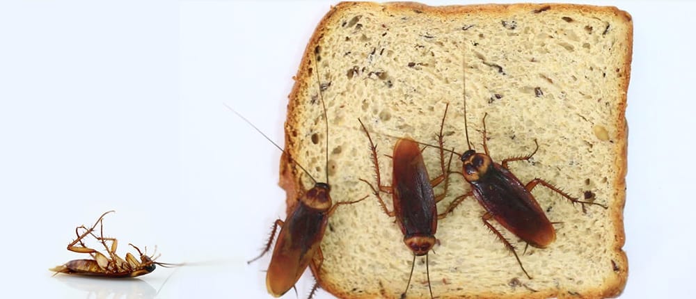Red-Centre-Pest-Control-Services-Cockroaches