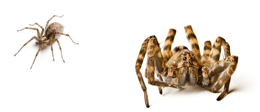 Red-Centre-Pest-Control-Services-Spider