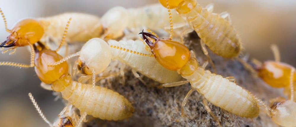 Red-Centre-Pest-Control-Services-Termite-Inspections