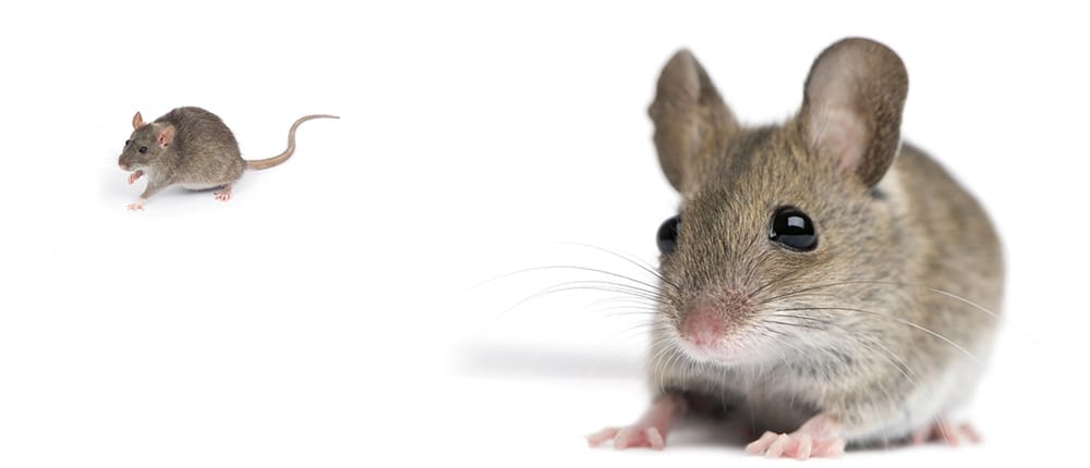 Red-Centre-Pest-Control-Services-_Mice